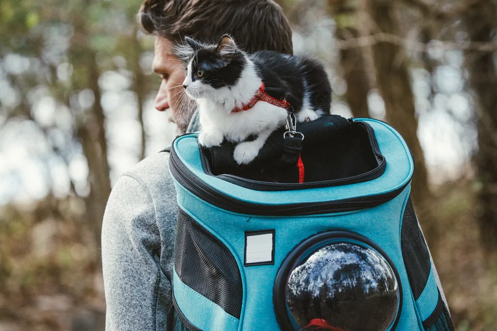 When should you switch from kitten food to adult cat food?
